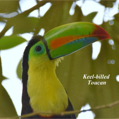 Keel-billed Toucan